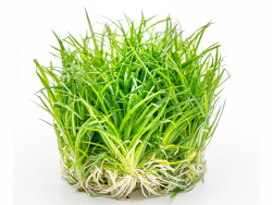 Wollstängel - Eriocaulon cinereum in vitro